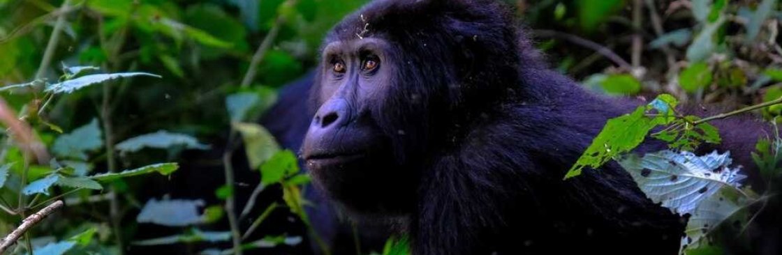 Gorillas And Wildlife Tours Cover Image