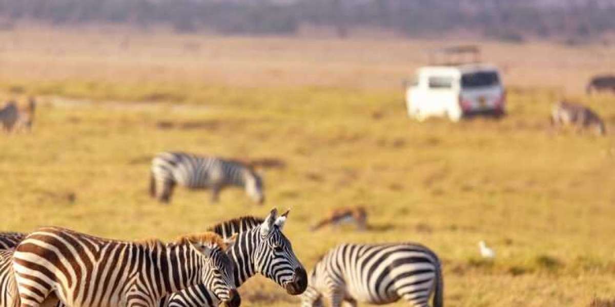 Leave on A definitive Experience: Kenya Safari Extravagance and Kenya Natural Life Safaris